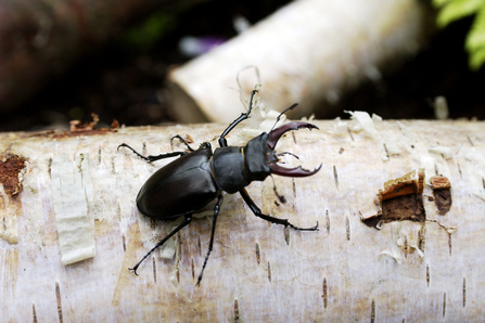 Stag beetle silver birch log