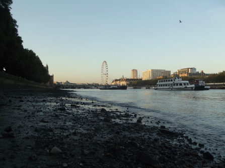 Westminster riverbank
