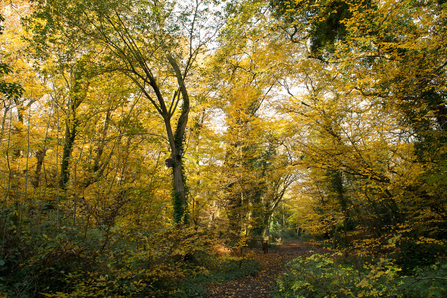 Autumn leaves and trees in the Great North Wood