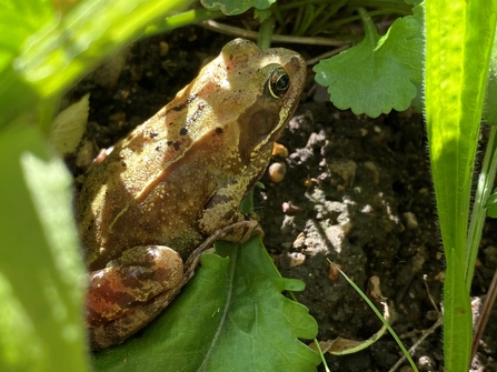 Common frog in undergrowth