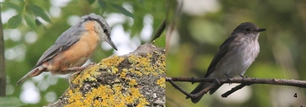 Nuthatch and spotted flycatcher (two separate images)