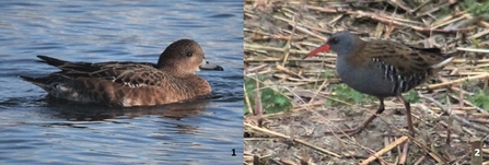 wigeon and water rail