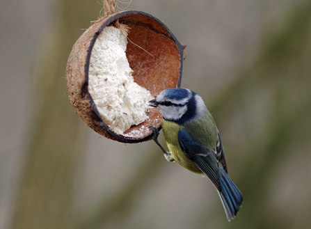 Gillian Day - blue tit on feeder 