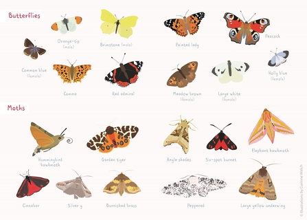 butterfly and moth spotter sheet