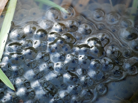 Close up on frogspawn in pond