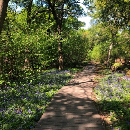 View of a path going through woodland with bluebells