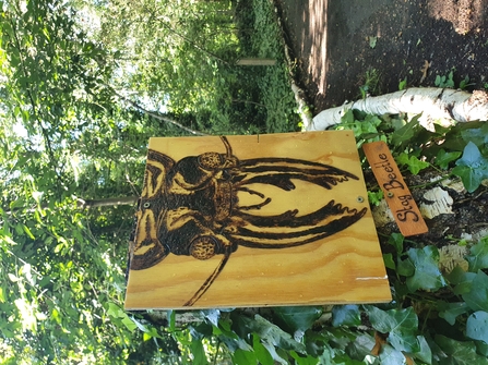 Portrait of a stag beetle burnt into wood