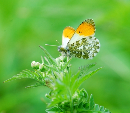 Orange tip butterfly lands on greenery