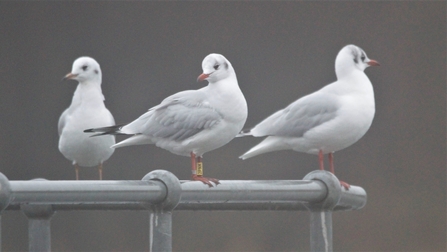 Three black-headed gulls standing on a railing at Woodberry Wetlands