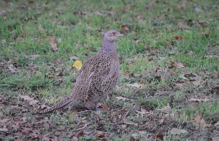 A Pheasant at Woodberry Wetlands on the grass