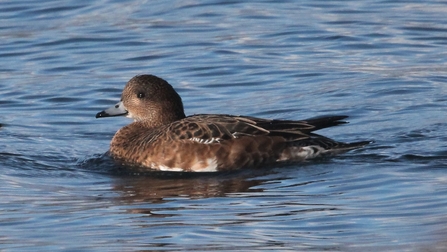 Female wigeon on the water at Woodberry Wetlands