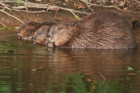 Beaver female with two kits crouched in the water in front of a muddy bank, knawing vegetation.