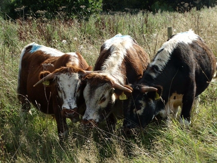 Three English Longhorn cattle grazing in long grass at Totteridge Fields. Two of the cattle have reddish-brown fur with white patches and white on their faces. The third cow has black-brown fur with white patches. 