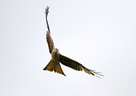 A red kite soaring through the air. It has red wings that are tipped with black and have white patches underneath in the 'hand'. Its face is white and its beak yellow.