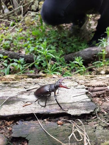 A Stag Beetle on site at a reserve.