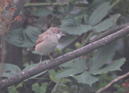 A whitethroat perched on a branch in front of some vegetation
