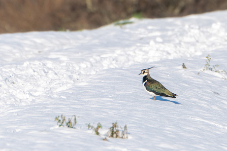 A lapwing stood on top of a hill in the snow