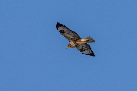 a buzzard flies through a bright blue sky 