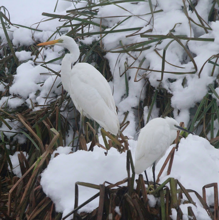 a great white egret stood amongst snowy vegetation
