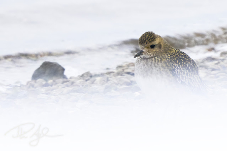 a golden plover stands on a pebbled shoreline next to the water