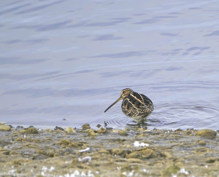 a snipe standing in the shallows of the water at the edge of the shoreline
