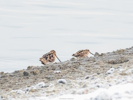 Two snipe perch on the edge of a pebbled shoreline