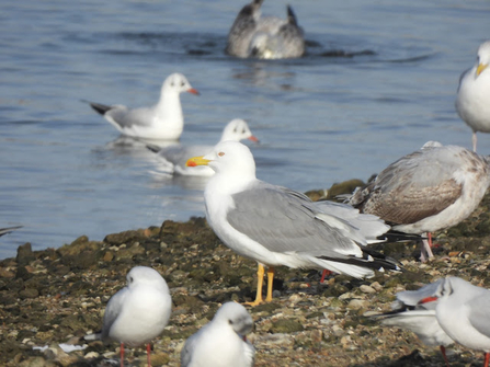 a colony of yellow-legged gulls stood and swim on the shore and on the water