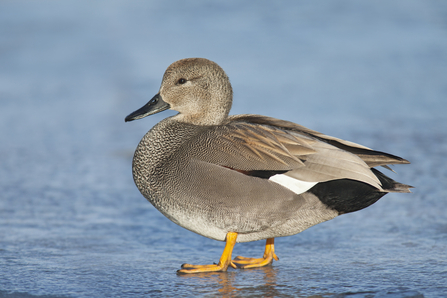 A male gadwall duck standing on ice