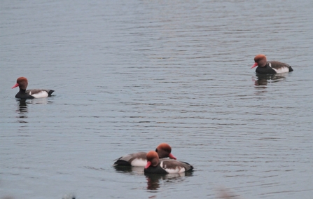 Four red-crested pochards in a body of water