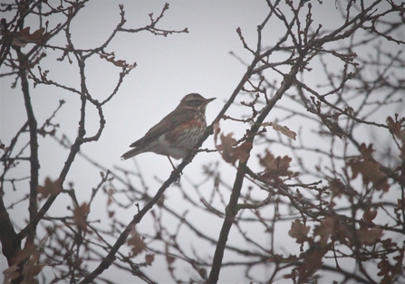 A redwing sits in a bare tree surrounded by branches