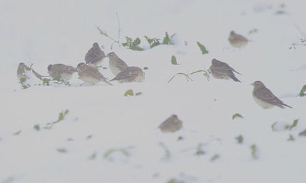A flock of skylarks stand in the snow