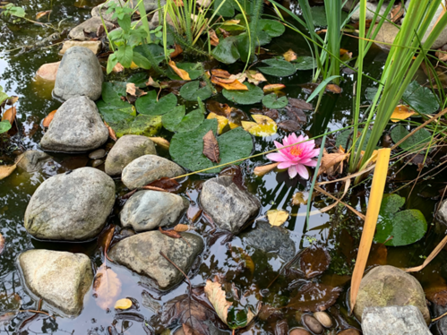 Pond at Westbury Community reserve with a pink Lilly flower, stones and vegetation in the water.