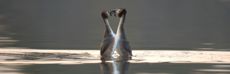 Two great crested grebes swimming in the water together