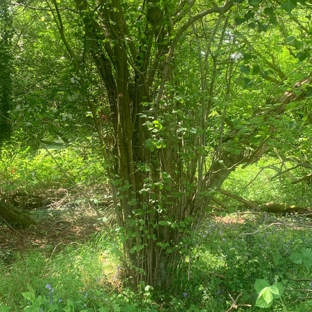 A coppiced hazel tree with multiple stems.