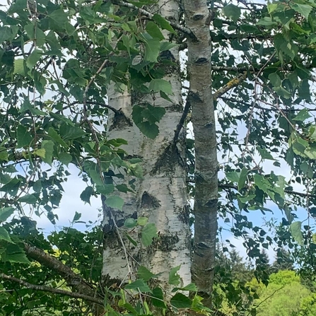 Distinctive silver birch bark (white bark)