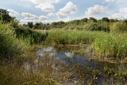 Wetland area at Gutteridge Wood with reeds around the water and trees in the background