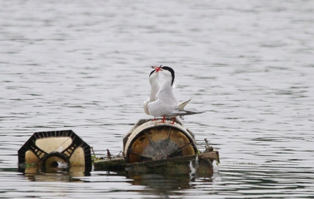 two common terns with a black capped head and grey body stand on metal structure in water
