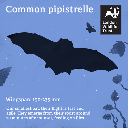 An illustration of a common pipistrelle bat, text reads  common pipistrelle, wingspan:190-225mm, our smallest bat, their flight is fast and agile, They emerge from their roost around 20 minutes after sunset, feeding on flies. 
