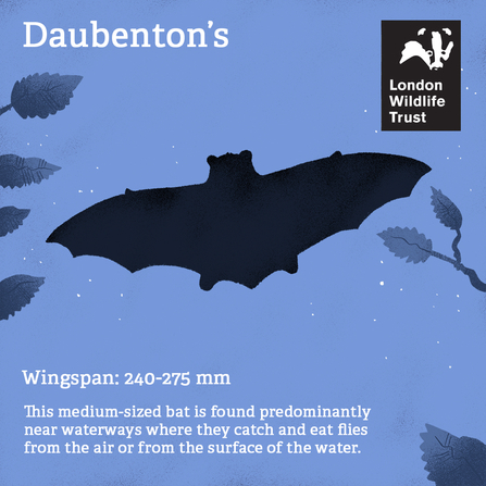 an illustration of a daubenton's bat, text reads, daubenton's, wingspan, 240-275mm, This medium sized bat is found predominantyl near waterways where they catch and eat flies from the air of from the surface of the water