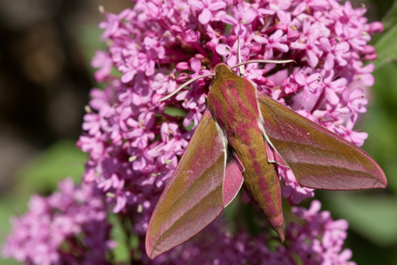 Elephant Hawkmoth with wings spread, sitting on a flower
