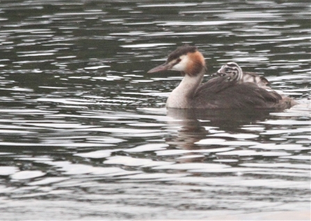 A great crested grebe sits atop water, it has a brown body and a pointed beak with a crest of orange on the side of its head