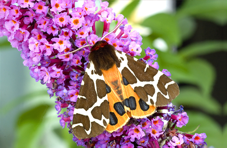 a garden tiger moth with brownpatched wings and an orange underwing with dark black spots and a furry head