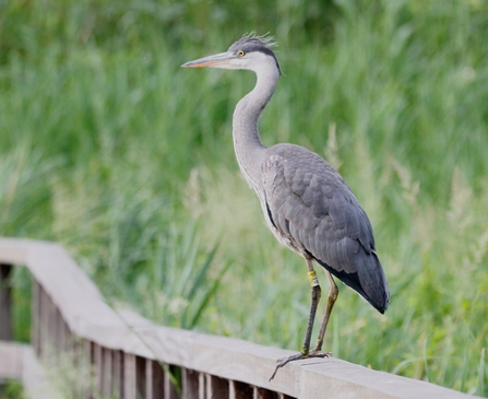 a grey heron  with a long grey body and sharp beak stands on a wooden fence