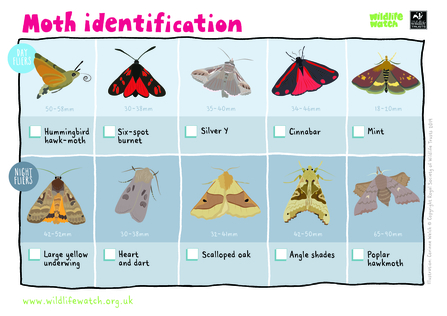 An illustrated spotter sheet guide to Moth Identification. Text reads, Moth Identification, the first line of moths is day flying moths, including hummingbird hawk moth, six-spot burnet , Silver Y , Cinnabar, Mint, the second line is night fliers, including, large yellow underwing, heart and day, scalloped oak, angle shades an poplar hawkmoth.