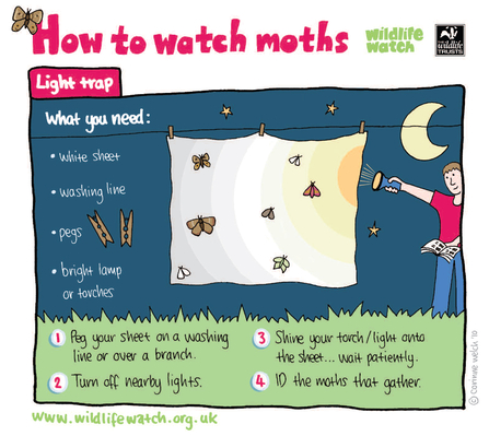 An illustration of how to watch moths