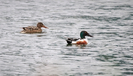 a male and female shoveler swim next to each other on the water, both have long extended beaks, the male has a green head a tan and brown body whilst the female is a pale brown speckled colour