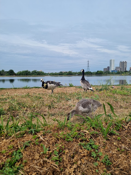 three barnacle geese on the shore of walthamstow wetlands