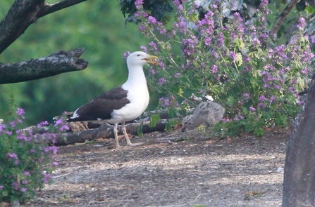 Great Black-backed Gull keeping a close watch on its chick