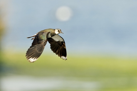 a lapwing flies across a blurred sky 