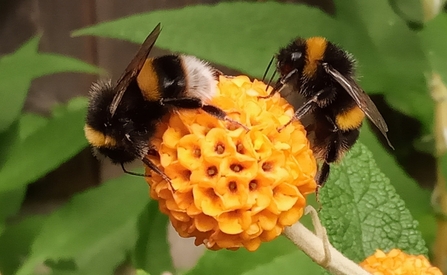 two buff - tailed bumblebees with black and yellow striped fur perched atop a spherical yellow flower